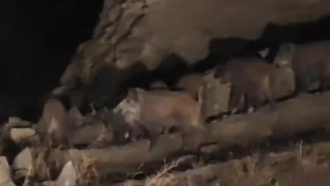 Van'da Domuz Sürüsü Mahalleye Girdi