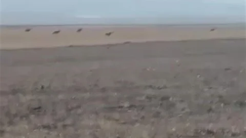 Kars’ta köye inen kurt sürüsü görüntülendi