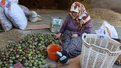 Köşk'te ceviz hasadı sona yaklaşıyor