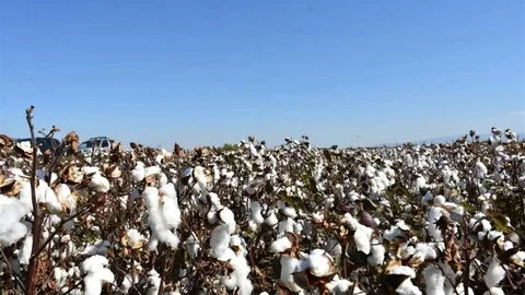 Aydın'da pamuk üreticilerine dikkat edilmesi gereken uyarılar yapıldı.
