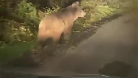 Zonguldak'ta Bozayı Kamerada