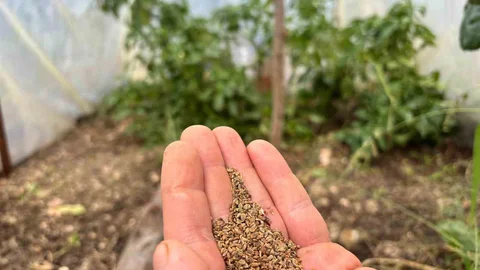 Trabzon'da ata tohumu projesi umut vadediyor