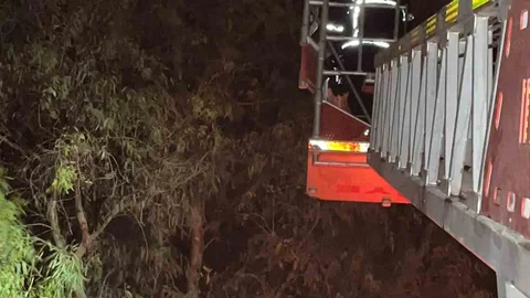 Hatay'da ağaçta mahsur kalan kedi kurtarıldı