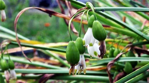 Samsun'da tıbbi ve aromatik bitki üretiminden 1,2 milyon TL gelir sağlandı