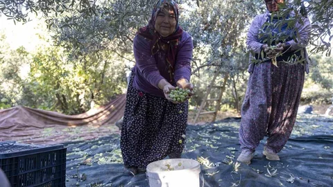 Mersin'de fidan destekleri üreticileri sevindiriyor