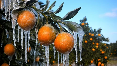 Adana'da üreticilere 717 milyon TL destek ödemesi yapılmaya başlandı