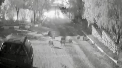 Akseki'de domuz sürüsü köye indi