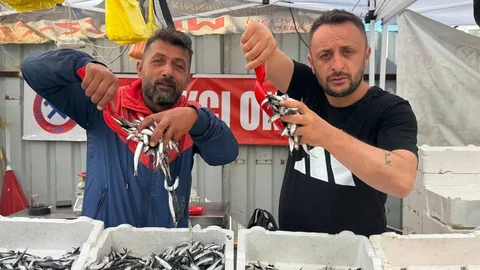 Zonguldak'ta hamsinin kilosu 70 liraya indi, tezgahlar şenlendi