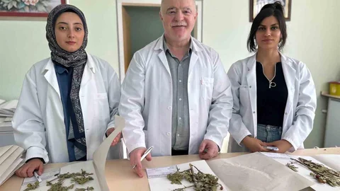 VAN'da 90 Bin Bitki Örneğiyle Bilimsel Hazine: VANF Herbaryumu