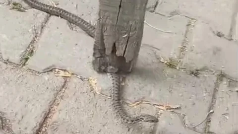 Hakkari Yüksekova'da korku dolu 3 günün ardından yılan yakalandı