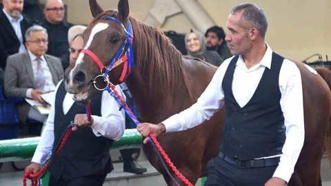 Malatya'da Şampiyon Tayların Rekor Satışı