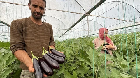 Eyyübiye'de Sera Kent'te yüzlerce süs bitkisi ve sebze yetiştiriliyor