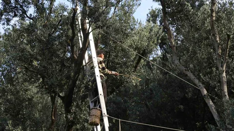 Artvin'de Butko Zeytini'nin hasat sezonu açıldı