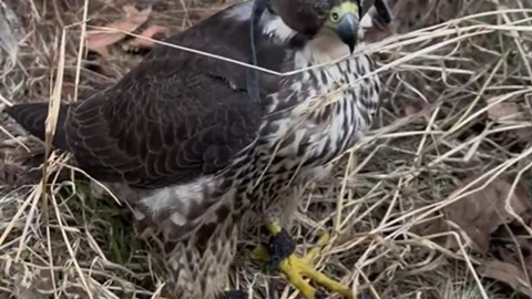 Ankara'da Yurt Dışına Kuş Kaçırmaya Çalışan İki Kişiye Ceza