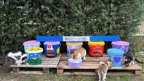 Sakarya'da geri dönüştürülen yoğurt kovalarından kedi oteli yapıldı.