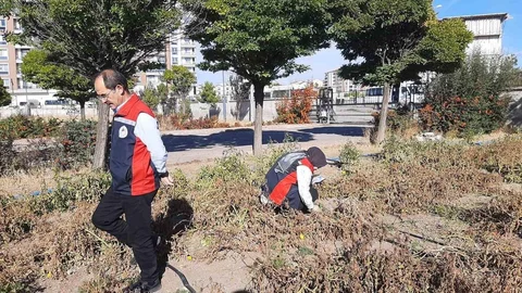 Sivas’ta kahverengi kokarca görüldü