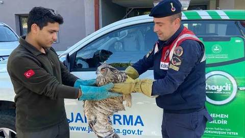 Kırıkkale'de yaralı puhu kuşu tedavi edildi