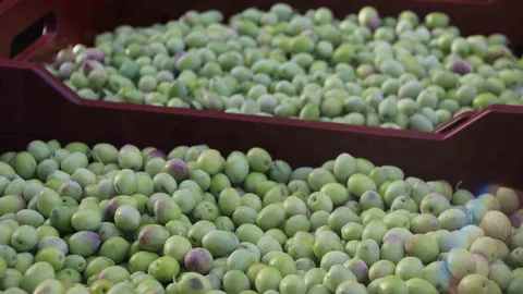 Muğla'da zeytin hasadı başladı