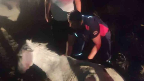 Kırıkhan'da balçığa saplanan eşek vinçle kurtarıldı