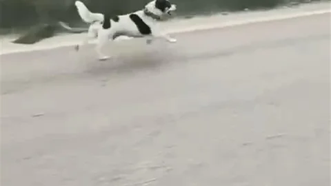 Gürsu'da terkedilen köpek yağmura rağmen koştu