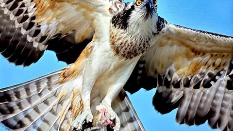 Bursa'da nadir bir balık kartalı görüntülendi