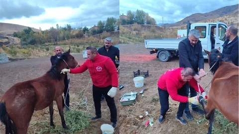 Hakkari'de Kırık Ayağı Olan At Kurtarıldı