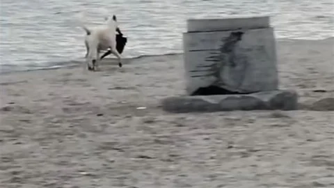 İstanbul'da kapkaççı köpek plajda bir kadının çantasını çaldı