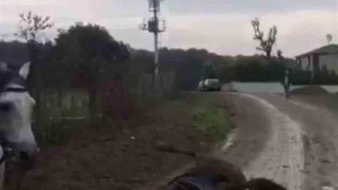 Kocaeli'de elektrik akımına kapılan at telef oldu