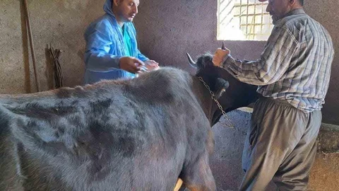 Bitlis'te şap aşısı çalışmaları devam ediyor