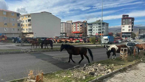 Ardahan'da başıboş atlar trafiği tehlikeye sokuyor