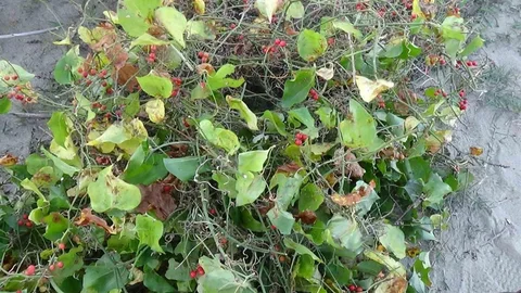 Sinop'ta Romanların Kokina Toplama Faaliyeti