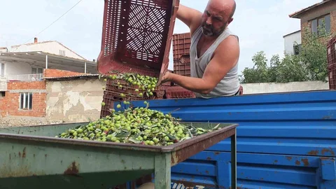 Burhaniye'de Yeşil Zeytin Hasadı Başladı