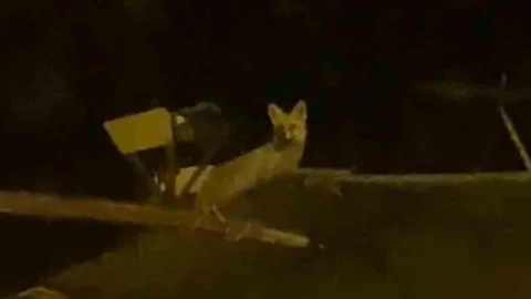 Ankara'da hırsız tilki gece çatıda görüntülendi