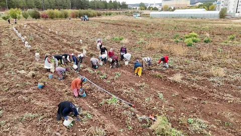 Sivas'ta Akademik Patates Hasadı Başladı