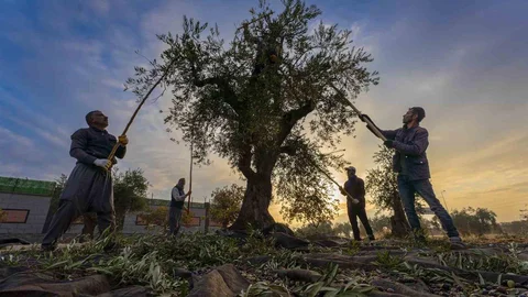 Gaziantep'te zeytin hasadı başladı