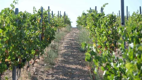 Kırklareli'nde üreticilere 20 milyon lira destek ödemesi