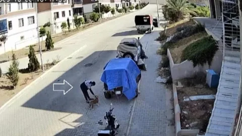 Köpeği Sevdi, Sonra Kucaklayıp Götürdü