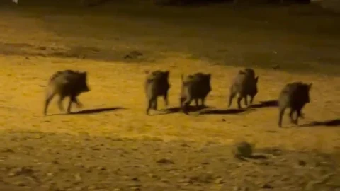 Hakkari'de Domuz Sürüsü Görüntülendi