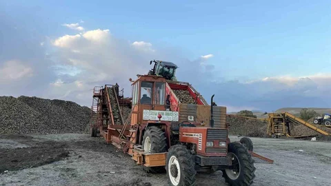 Kars'ta şeker pancarı hasadı hız kesmeden devam ediyor