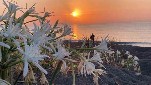 Mersin'de Kum Zambakları Koruma Projesi