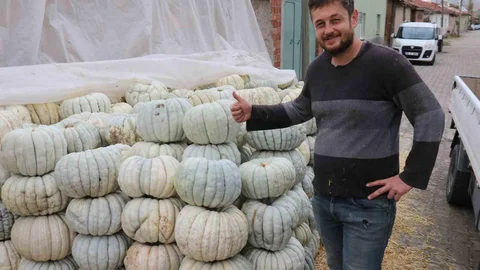 Eskişehir'de Kabağın Hasadı Başladı