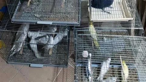 Tekirdağ Çorlu'da yasadışı kuş üretimi tespit edildi