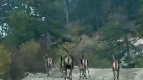 Bolu'da Geyik Sürüsü Görüntülendi