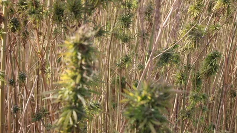 Amasya'da kenevir ekim alanı 6 bin 500 dekardan 850 dekara düştü