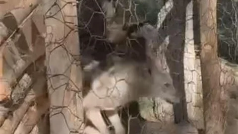 Van'da Kafeste Tutulan Kurt Kurtarıldı