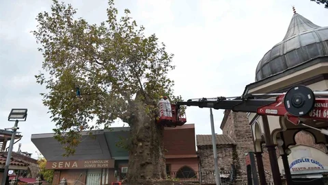 Bursa'da Ulu Cami avlusundaki çınar ağacı koruma altına alındı
