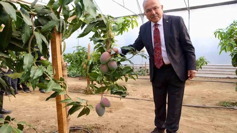 Ordu'da öğrenciler seralarda uygulamalı eğitim fırsatı buluyor