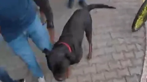 Mersin’de Rottweiler Saldırısı: Kadın ve Motokurye Yaralandı, Sahibine 7 Bin TL Ceza