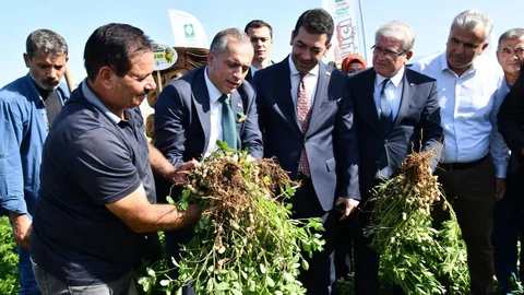 Osmaniye Fıstık Festivali'ne hazırlanıyor