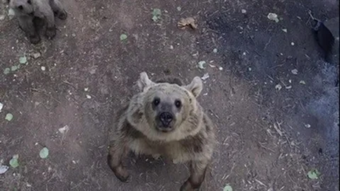 Bitlis'te Ayıların Dronla İlginç Anları